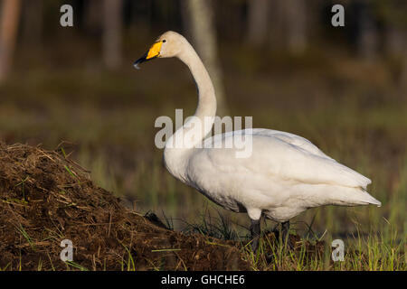 Singschwan (Cygnus Cygnus), Erwachsene stehen in einem Sumpf, Ivalo, Lappland, Finnland Stockfoto