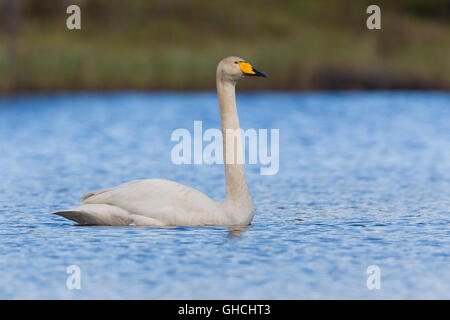 Singschwan (Cygnus Cygnus), Erwachsenen schwimmen in einem See, Kuusamo, Lappland, Finnland Stockfoto