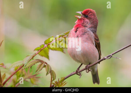 Gemeinsame Rosefinch (Carpodacus Erythrinus) erwachsenen männlichen Gesang auf einem Zweig, Oulu, Österbotten, Nordfinnland Stockfoto
