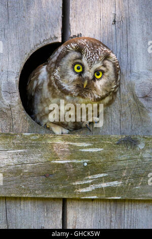 Boreal Eule (Aegolius Funereus), Erwachsene auf der Suche im Nistkasten, Kuusamo, Österbotten, Nordfinnland Stockfoto