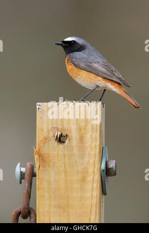 Gartenrotschwanz (Phoenicurus Phoenicurus), thront Männchen auf einem Pfosten, Sirma, Finnmark, Norwegen Stockfoto