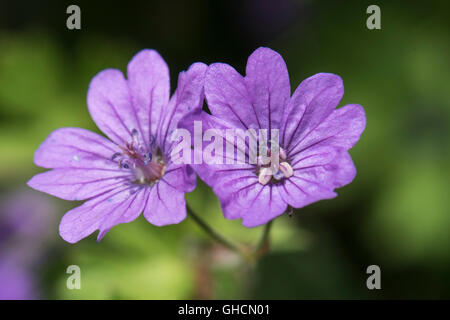 Geranium Molle, Dove-Fuß des Krans-Bill, wächst in einer Hecke in Surrey, UK. Juni. Stockfoto