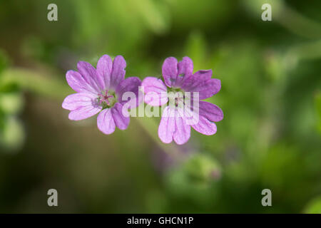 Geranium Pusillum, kleine blühende des Krans-Bil, wächst in einer Hecke in Surrey, UK. Juni. Stockfoto