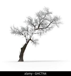 Winter Baum ohne Blätter auf weißem Hintergrund 3D-Rendering Stockfoto