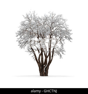 Winter Baum ohne Blätter auf weißem Hintergrund 3D-Rendering Stockfoto