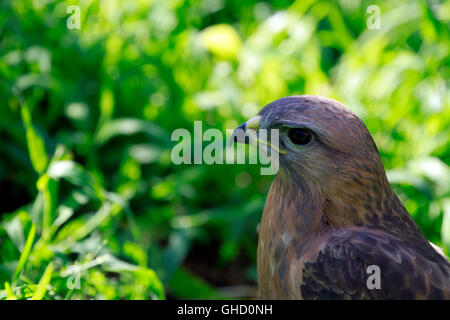 Steppe Mäusebussard (Buteo Buteo Vulpinus) bei World of Birds, Hout Bay, Provinz Western Cape, Südafrika. Stockfoto