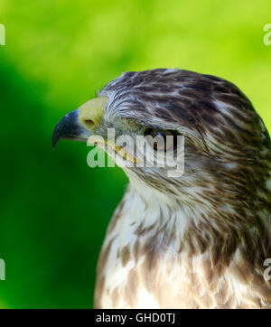 Steppe Mäusebussard (Buteo Buteo Vulpinus) bei World of Birds, Hout Bay, Provinz Western Cape, Südafrika. Stockfoto