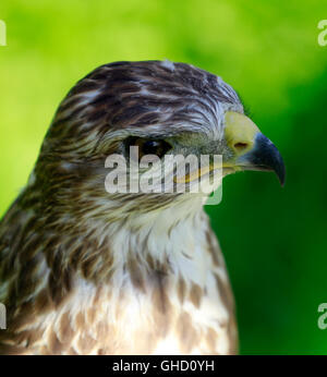 Steppe Mäusebussard (Buteo Buteo Vulpinus) bei World of Birds, Hout Bay, Provinz Western Cape, Südafrika. Stockfoto