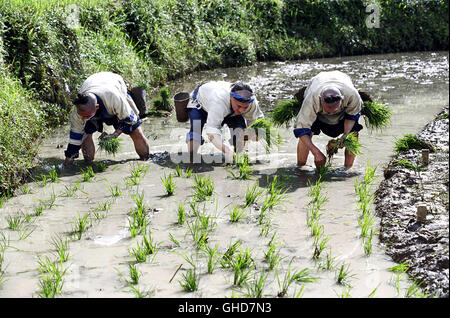 FEARLESS Huo Yuan Jia Hong Kong/USA 2006 Ronny Yu Huo Yuanjia (JET LI) Bepflanzt Mit Den Anderen Bauern Das Feld. Regie: Ronny Yu aka. Huo Yuan Jia Stockfoto