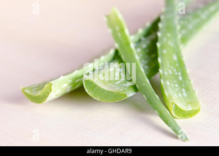 Aloe Vera (Aloe Barbadensis Mill., Star Kakteen, Aloe, Aloin, Jafferabad, Vera oder Barbados auch genannt) auf Holz isoliert Stockfoto