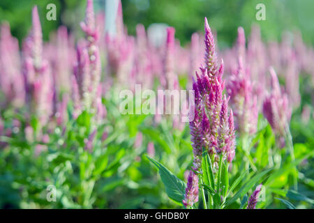 Lila rosa Blume der Celosia, auch bekannt als Hahnenkamm, Anis-Ysop Celosia, Wildform Foeniculum oder Woolflowers, blühen im Afri Stockfoto
