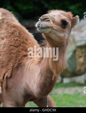 Kamel im zoo Stockfoto