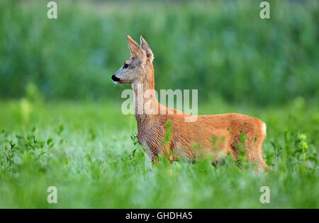 Wilde Rehe Cub stehen in einem Feld Stockfoto
