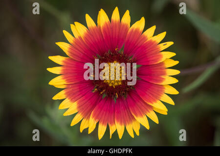 Eine Nahaufnahme Bild einer hellen gelben und roten indischen Decke, Gaillardia Pulchella, Blüte. Stockfoto