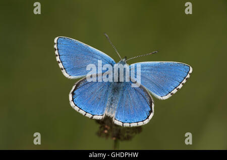 Adonis Blue Butterfly Polyommatus Bellargus UK Stockfoto