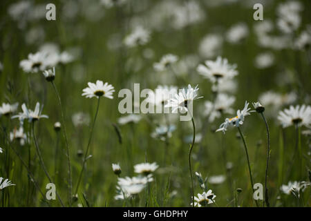 Oxeye Daisy Leucanthemum Vulgare UK Stockfoto