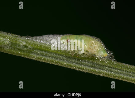 Gemeinsamen Blutzikade Nymphe Philaenus spumarius Stockfoto