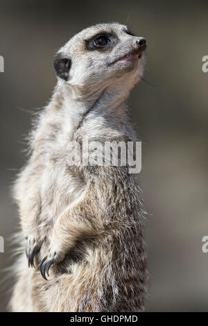 Meerkat Suricata Suricatta UK Stockfoto