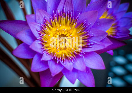 Blaue Lotusblume hautnah Stockfoto