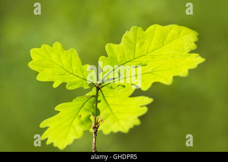 Englische Eiche Baum Bäumchen Quercus Robur UK Stockfoto