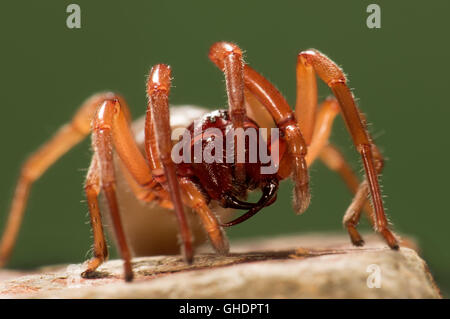 Assel Spider Dysdera Crocata UK Stockfoto