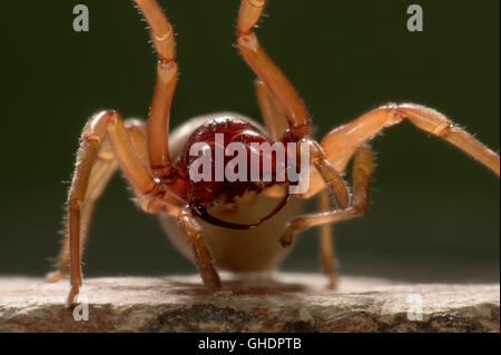 Assel Spider Dysdera Crocata UK Stockfoto