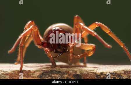 Assel Spider Dysdera Crocata UK Stockfoto