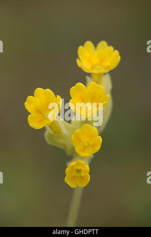 Schlüsselblume Primula Veris UK Stockfoto