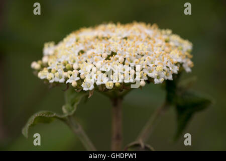 Mehlbeere Baum Blumen Sorbus Aria UK Stockfoto