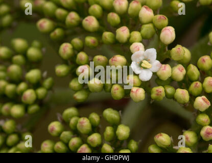 Mehlbeere Baum Blumen Sorbus Aria UK Stockfoto