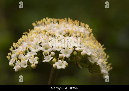 Mehlbeere Baum Blumen Sorbus Aria UK Stockfoto