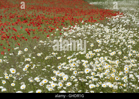 Rote Mohnblumen Papaver Rhoeas UK Stockfoto