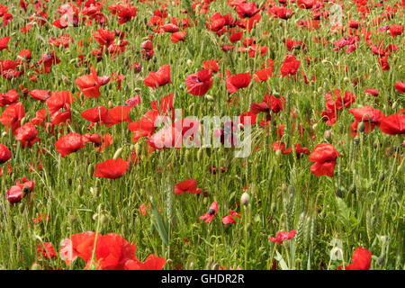 Rote Mohnblumen Papaver Rhoeas UK Stockfoto