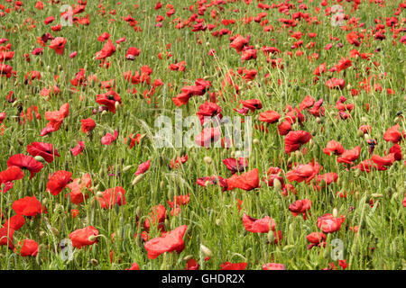 Rote Mohnblumen Papaver Rhoeas UK Stockfoto