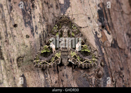 Basallappen Moth Trachea Atriplicis UK Stockfoto