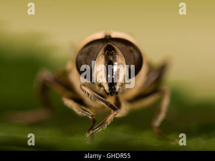 Gemeinsamen Drohne fliegen Eristalis tenax Stockfoto