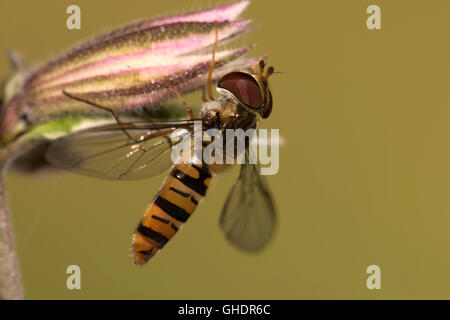 Marmelade Hoverfly Episyrphus Balteatus UK Stockfoto