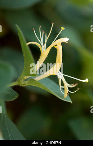 Geißblatt Blüte Lonicera SP. UK Stockfoto