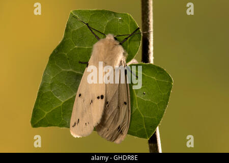 Weiße Hermelin Moth Spilosoma lubricipeda Stockfoto