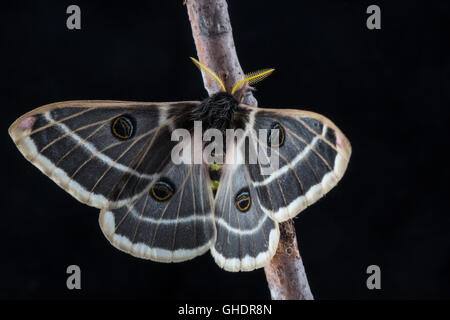 Eine schöne männliche Rocky Mountain Agapema, Agapema Homogena, Seide Motte thront auf einem schwarzen Hintergrund. Stockfoto