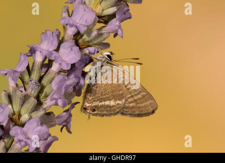 Lange Tailed Blue Butterfly Lampides boeticus Stockfoto