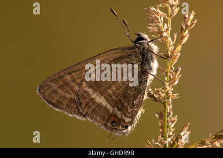 Lange Tailed Blue Butterfly Lampides boeticus Stockfoto