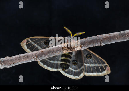 Eine schöne männliche Rocky Mountain Agapema, Agapema Homogena, Seide Motte thront auf einem schwarzen Hintergrund. Stockfoto