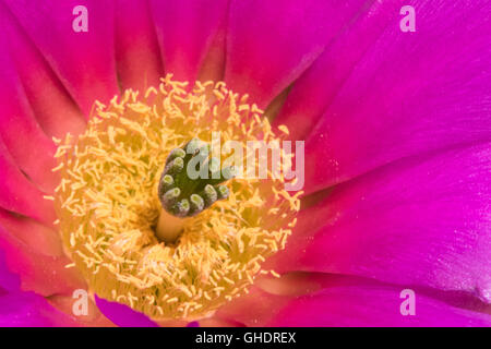 Eine Nahaufnahme von ein helles Magenta Erdbeere Cactus Flower Stockfoto