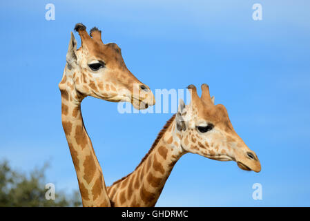 Paar retikuliert Giraffen oder Somali Giraffen, Giraffa Plancius reticulata Stockfoto