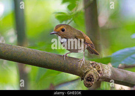 Ein Rufous-browed Flycatcher (Anthipes Solitaris Submoniliger) thront auf einem Bambus-Zweig im thailändischen Wald Stockfoto