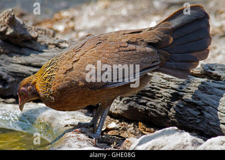 Eine weibliche rot Kammhuhnprojekte (Gallus Gallus Spadiceus) kommt aus einem Wald-Pool im Westen Thailands zu trinken Stockfoto