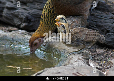 Eine weibliche rot Kammhuhnprojekte (Gallus Gallus Spadiceus) und ihre Küken trinken aus einem Wald-Pool im Westen Thailands Stockfoto