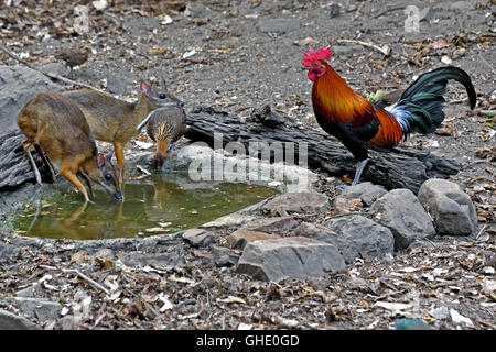 Ein paar rote Kammhuhnprojekte (Gallus Gallus Spadiceus) mit zwei kleineren Hirschferkel an einer Wasserstelle in der thailändischen Wald Stockfoto