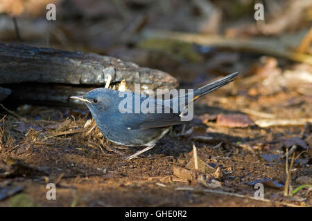 Eine männliche White-bellied Gartenrotschwänze auf dem Waldboden in Nordthailand Stockfoto